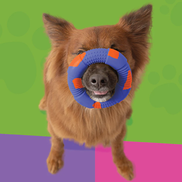 Buy Dur Dog Toys - Medium Ring in Blue & Orange - Created From Recycled Balloons for only $24.99 by Sempertex Balloons