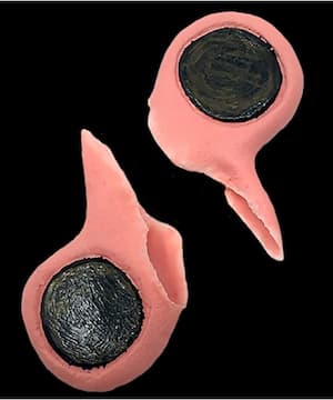 Buy Gauged Ears – Black Label Latex Tinsley Trasfers for only $11.99 by Tinsley Transfers